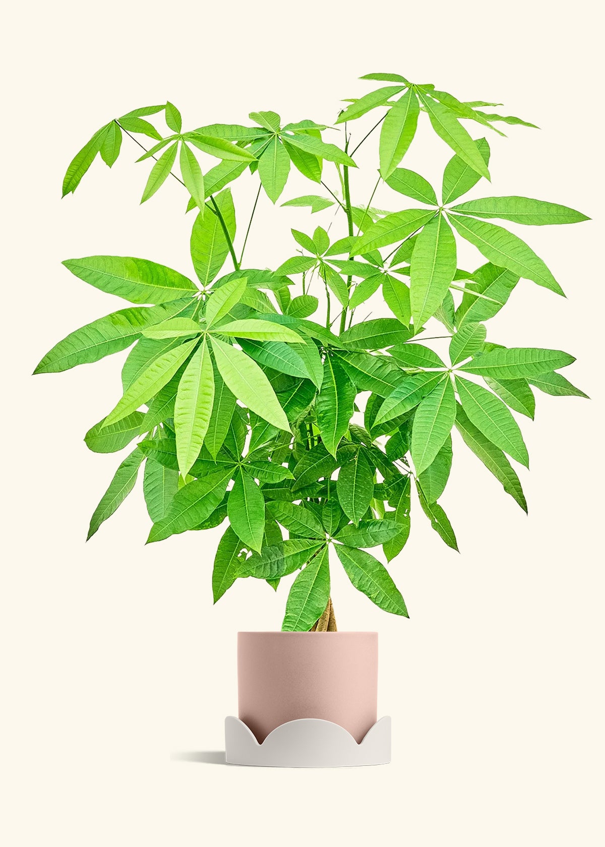 Braided Money Tree in a 10 inches Pink Classic Cylinder Planter in a Shamrock Petal Drip Tray