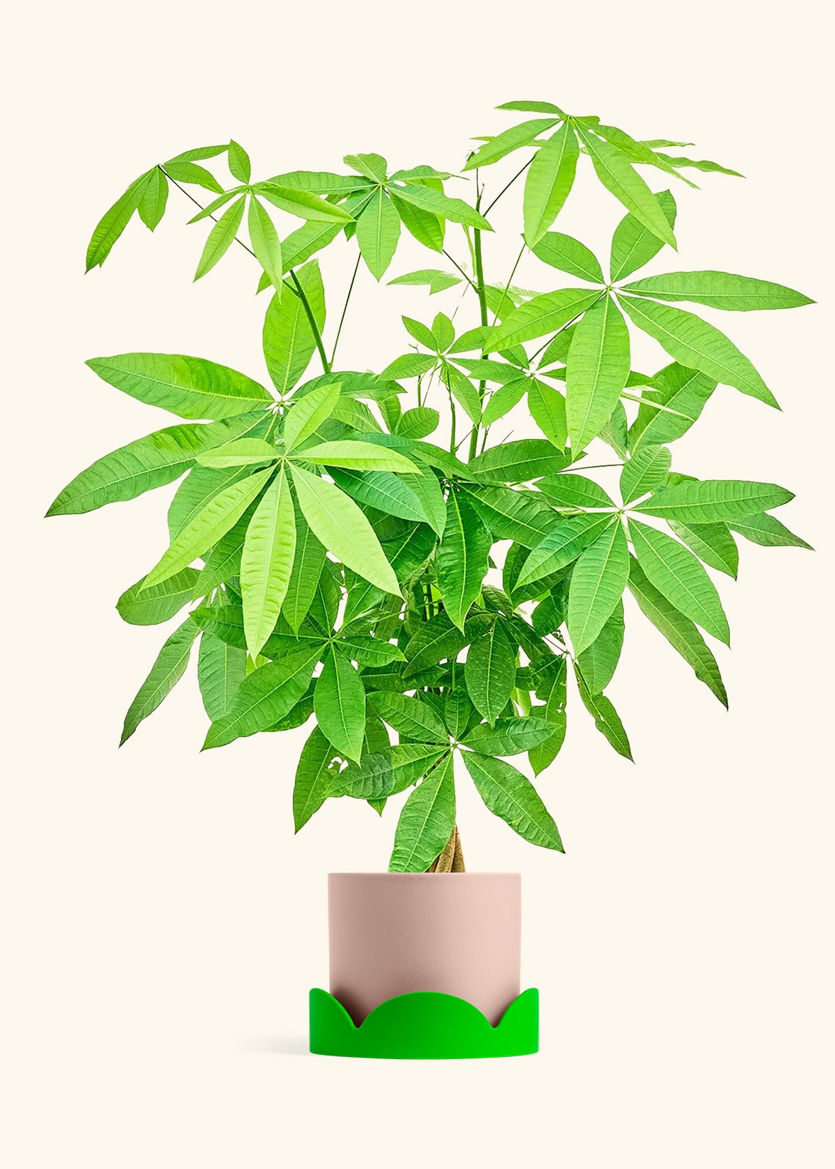 Braided Money Tree in a 10 inches Pink Classic Cylinder Planter 