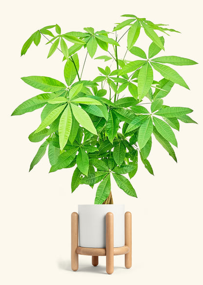 Braided Money Tree in a 10 inches White Classic Cylinder Planter in a Oat Petal Drip Tray