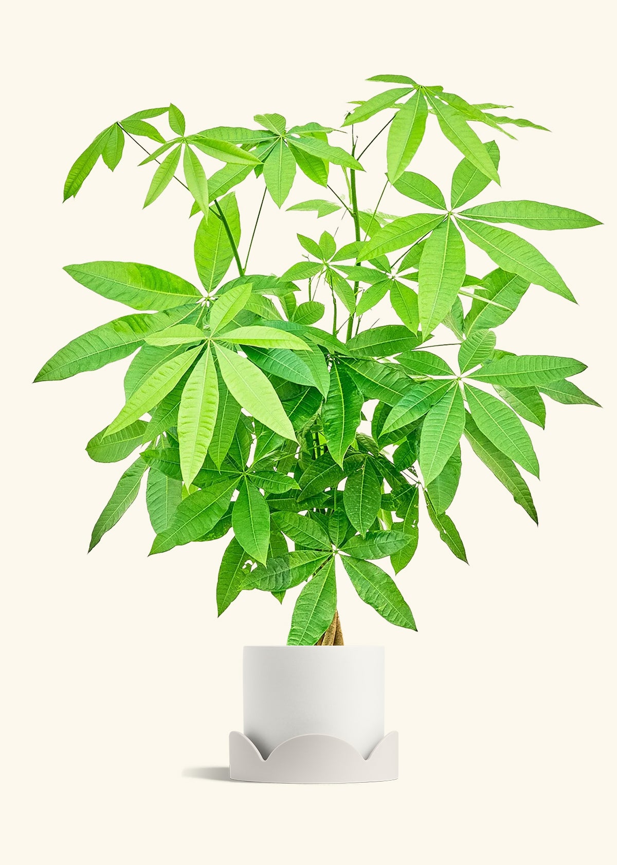 Braided Money Tree in a 10 inches White Classic Cylinder Planter in a Shamrock Petal Drip Tray