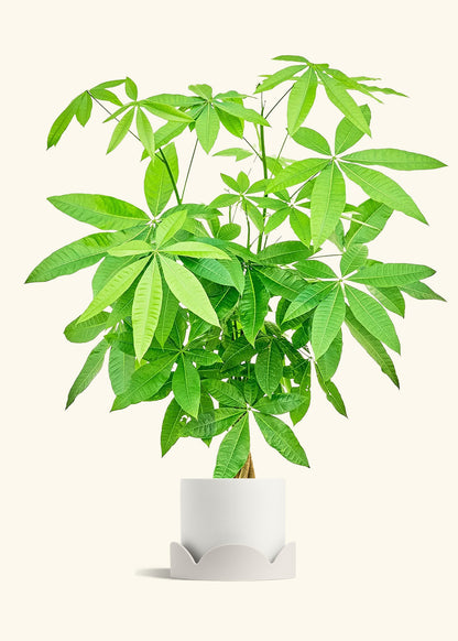 Braided Money Tree in a 10 inches White Classic Cylinder Planter in a Shamrock Petal Drip Tray