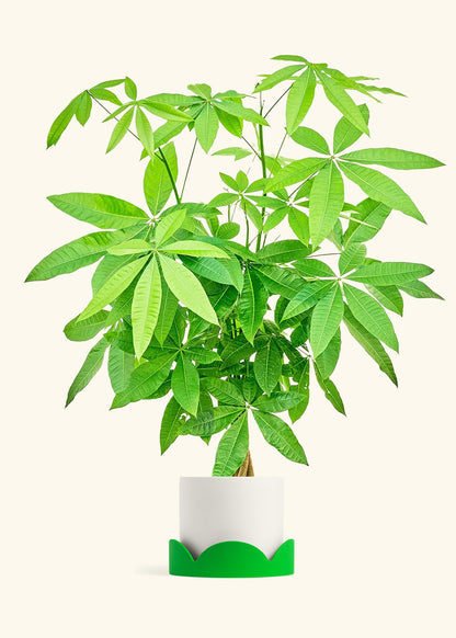 Braided Money Tree in a 10 inches White Classic Cylinder Planter 