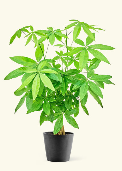 Large Braided Money Tree Plant in a black pot.