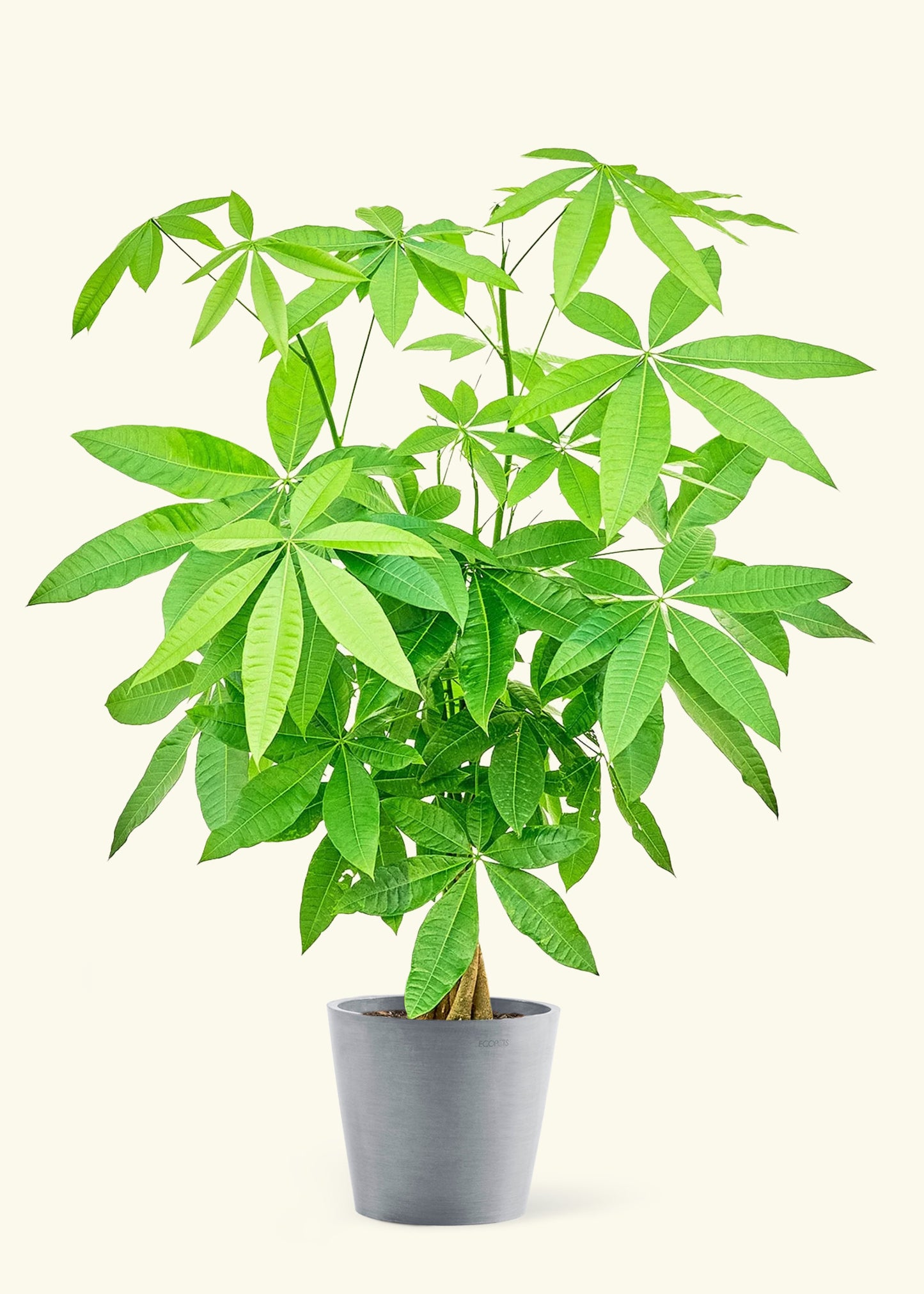 Large Braided Money Tree Plant in a gray stone pot.