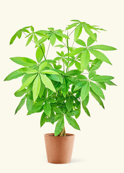 Large Braided Money Tree Plant in a terracotta pot.