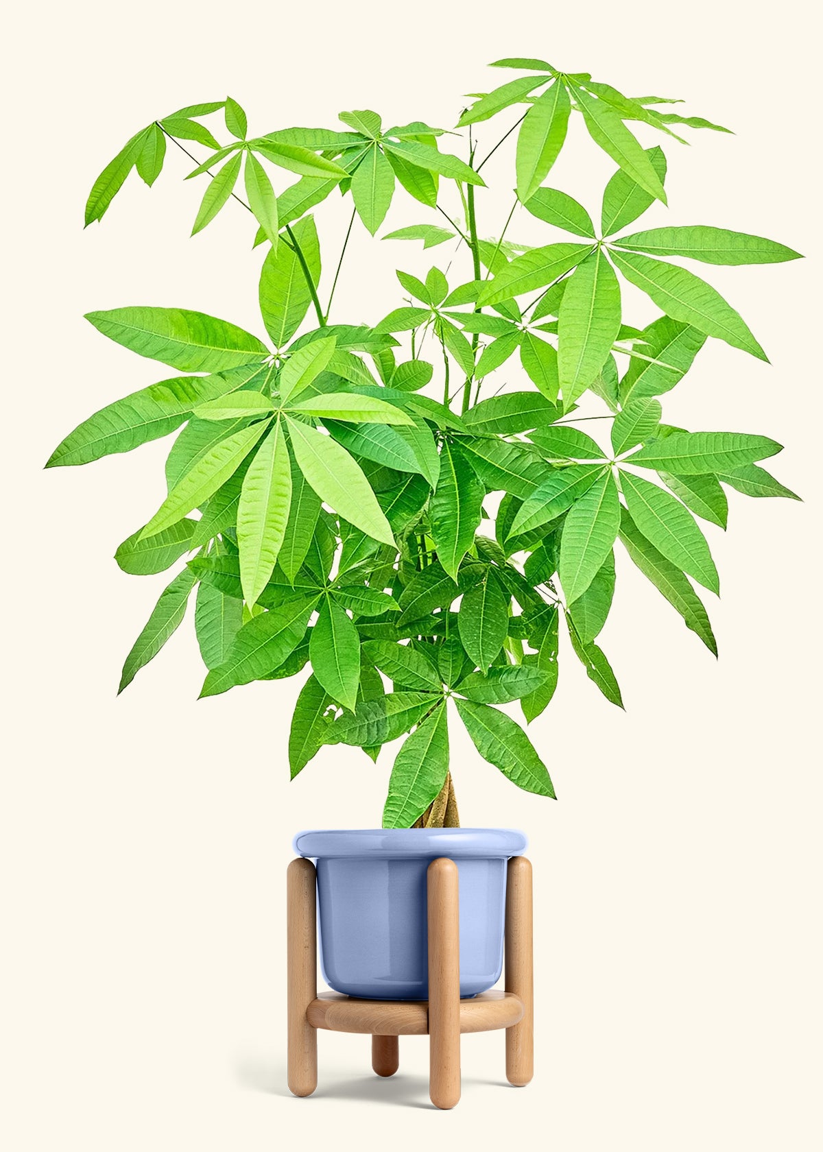 Braided Money Tree in a 10 inches Fat Lip Blue Planter in a Oat Petal Drip Tray