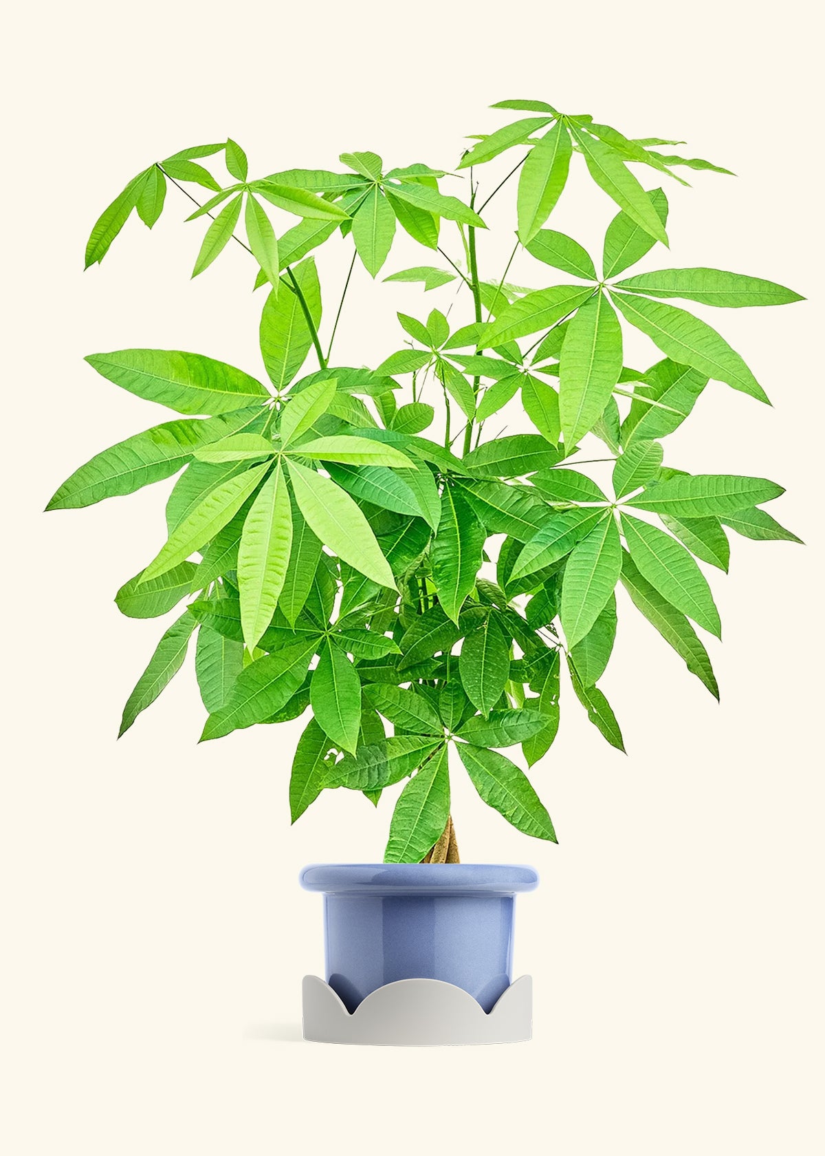 Braided Money Tree in a 10 inches Fat Lip Blue Planter in a Shamrock Petal Drip Tray