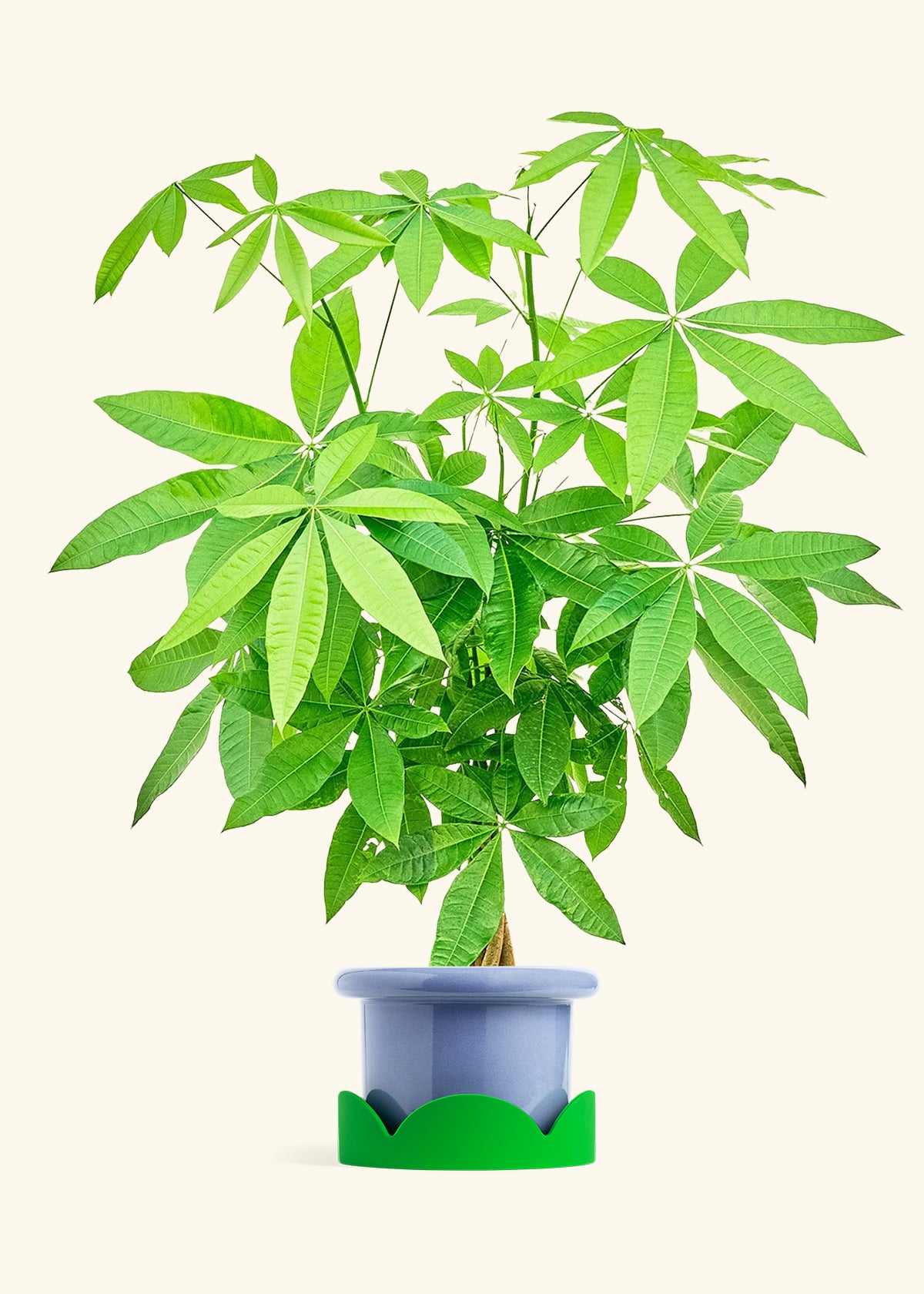 Braided Money Tree in a 10 inches Fat Lip Blue Planter 
