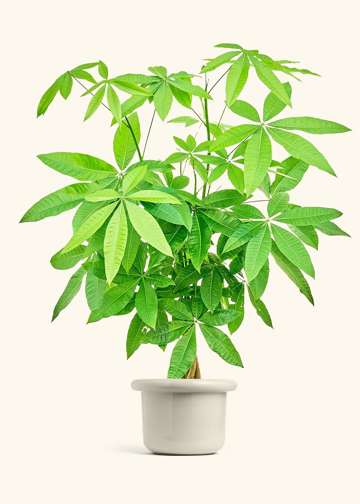 Braided Money Tree in a 10 inches Fat Lip Red Planter in a Beech Wood Stand