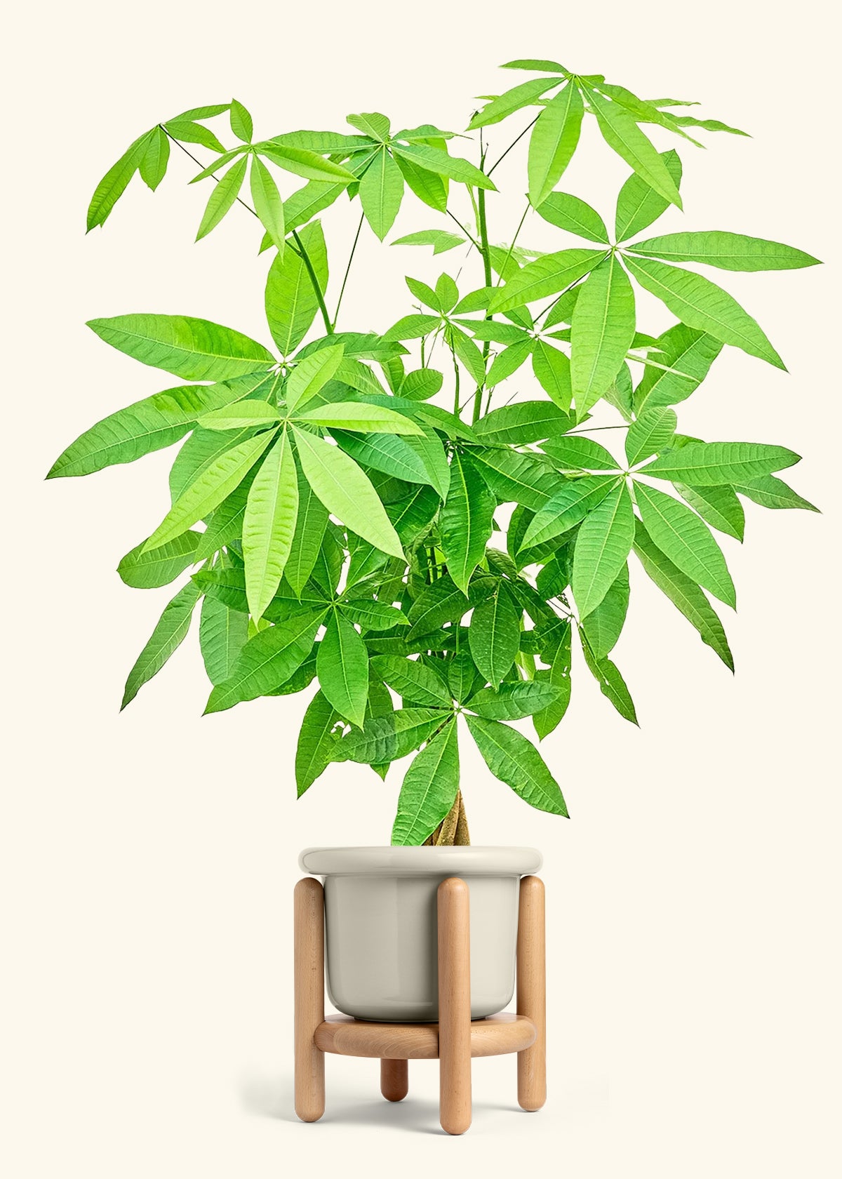 Braided Money Tree in a 10 inches Fat Lip Oat Planter in a Oat Petal Drip Tray