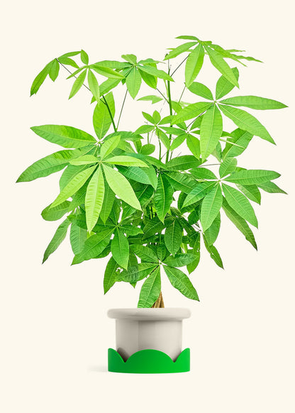 Braided Money Tree in a 10 inches Fat Lip Oat Planter 