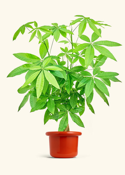 Braided Money Tree in a 10 inches Fat Lip Blue Planter in a Beech Wood Stand