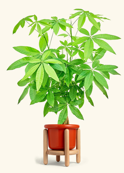 Braided Money Tree in a 10 inches Fat Lip Red Planter in a Oat Petal Drip Tray