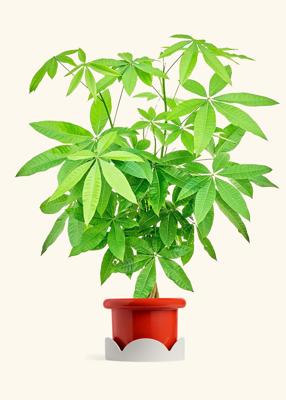 Braided Money Tree in a 10 inches Fat Lip Red Planter in a Shamrock Petal Drip Tray