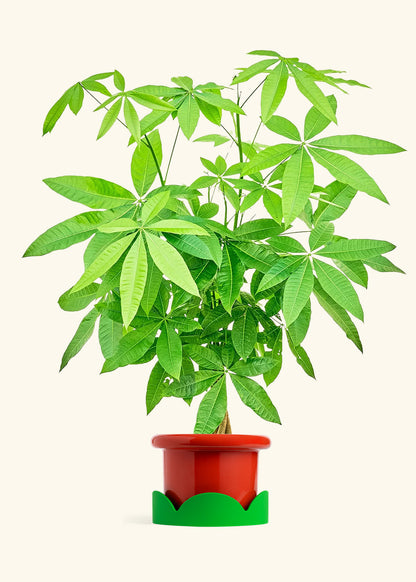 Braided Money Tree in a 10 inches Fat Lip Red Planter 