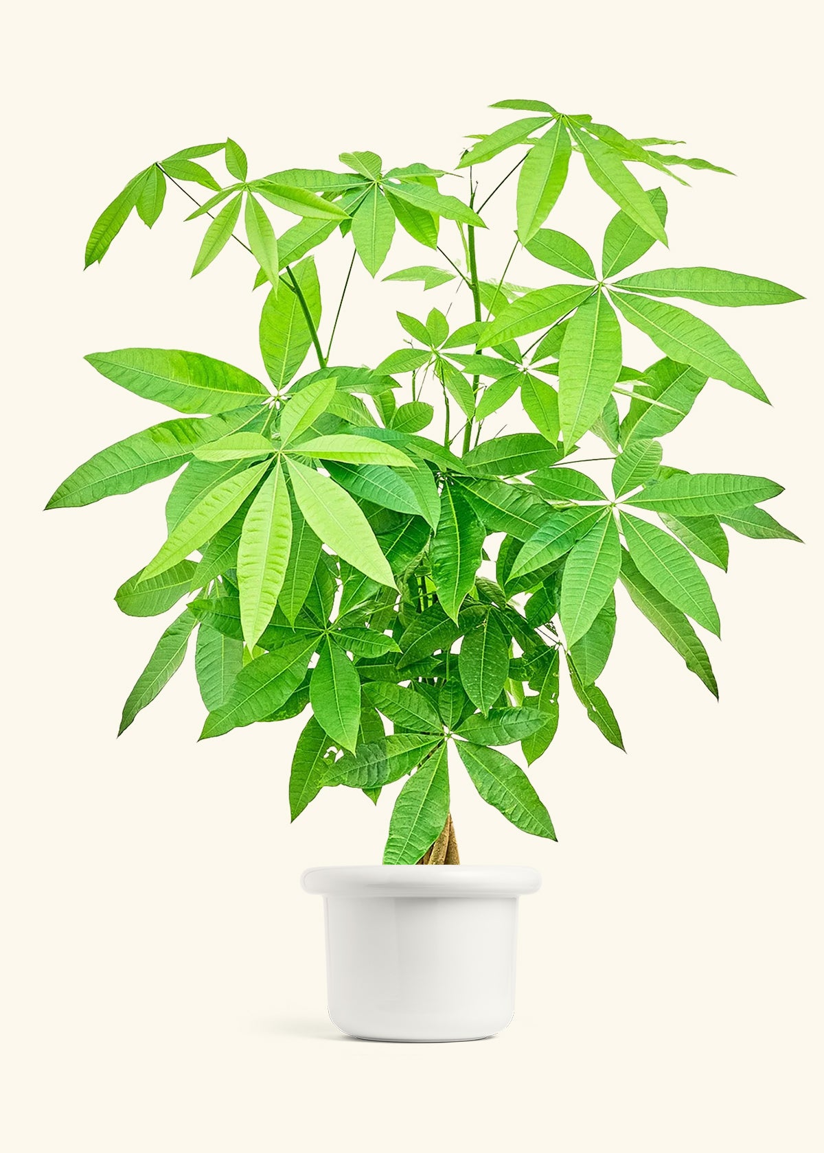 Braided Money Tree in a 10 inches grow pot