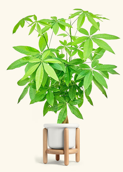 Braided Money Tree in a 10 inches Fat Lip White Planter in a Oat Petal Drip Tray