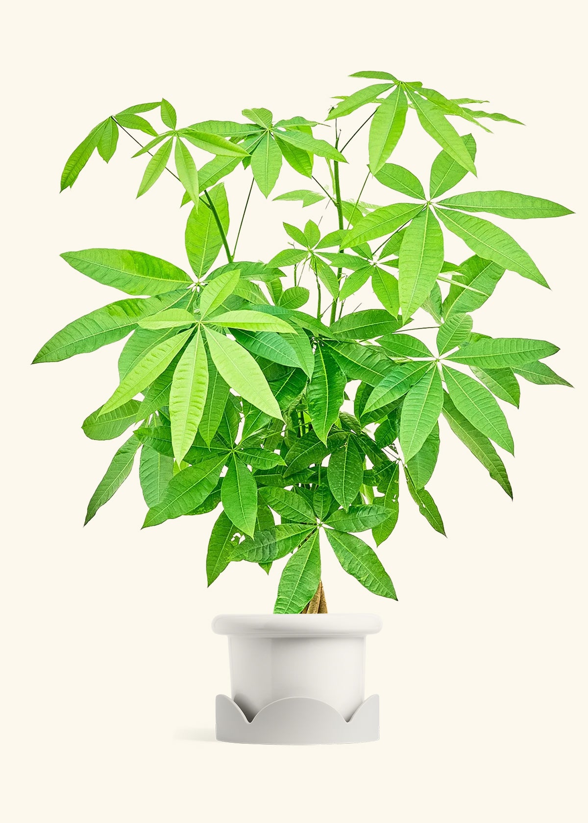 Braided Money Tree in a 10 inches Fat Lip White Planter in a Shamrock Petal Drip Tray