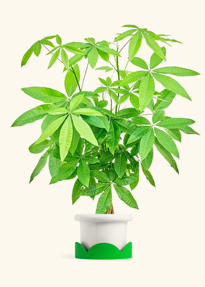 Braided Money Tree in a 10 inches Fat Lip White Planter 