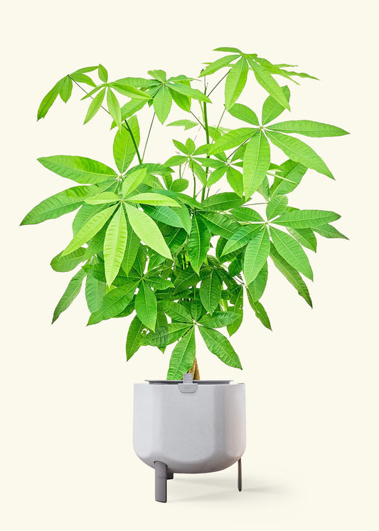 Braided Money Tree, XL