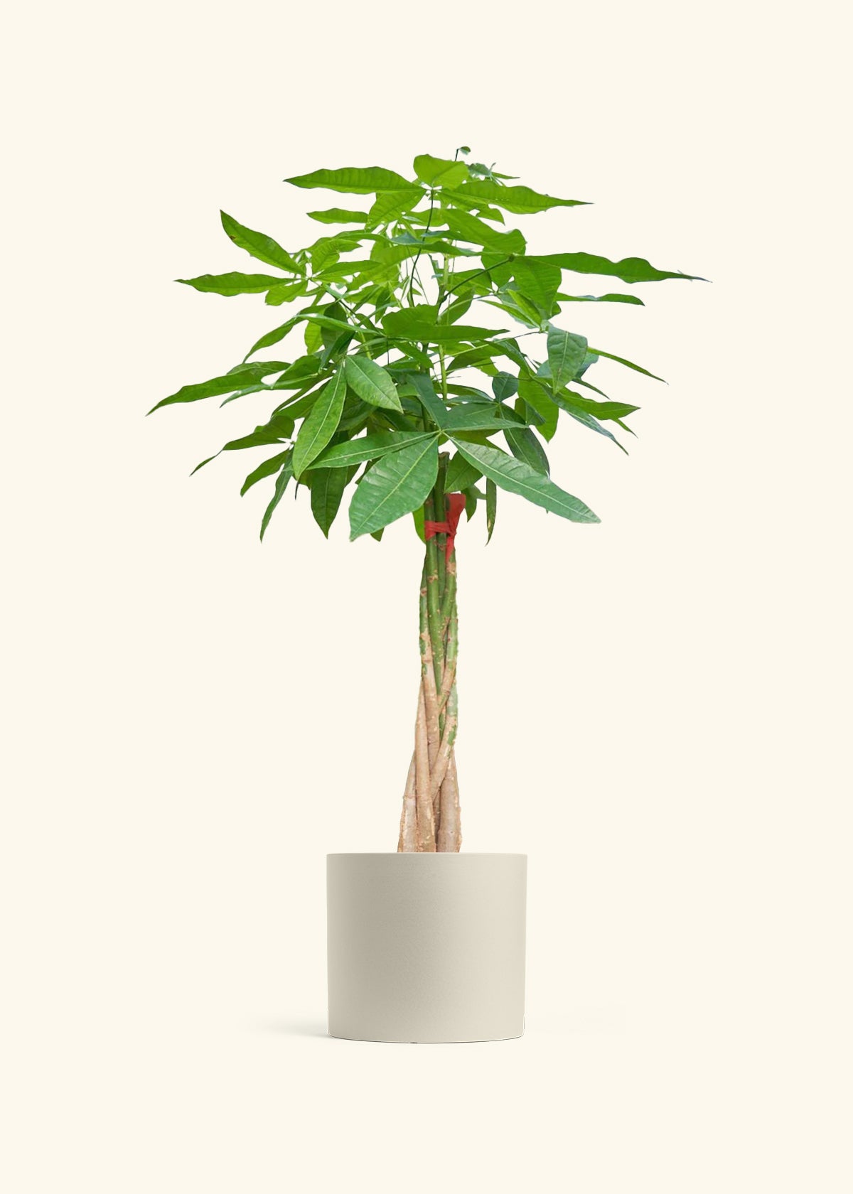 Braided Money Tree, XL