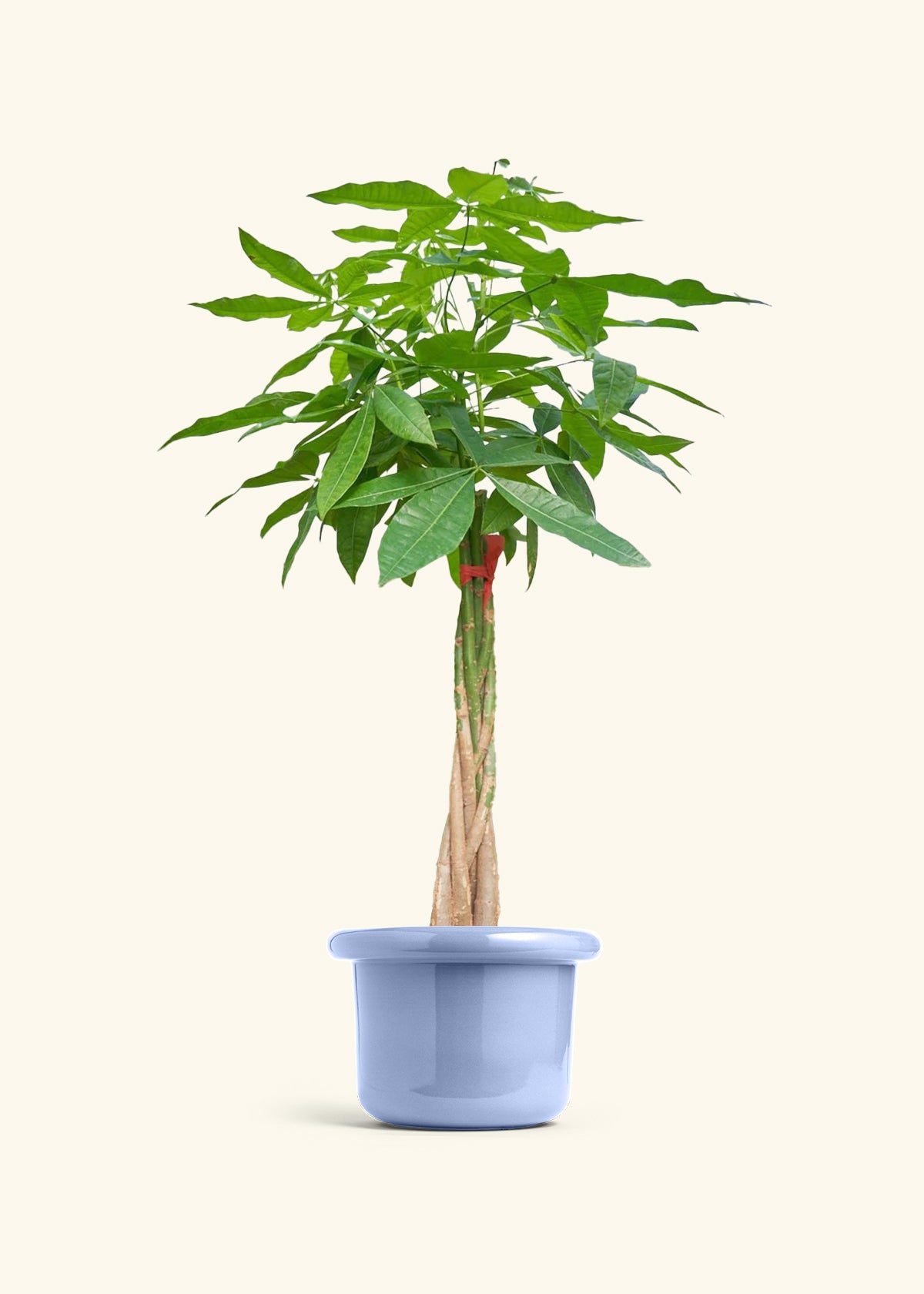 Braided Money Tree, XL