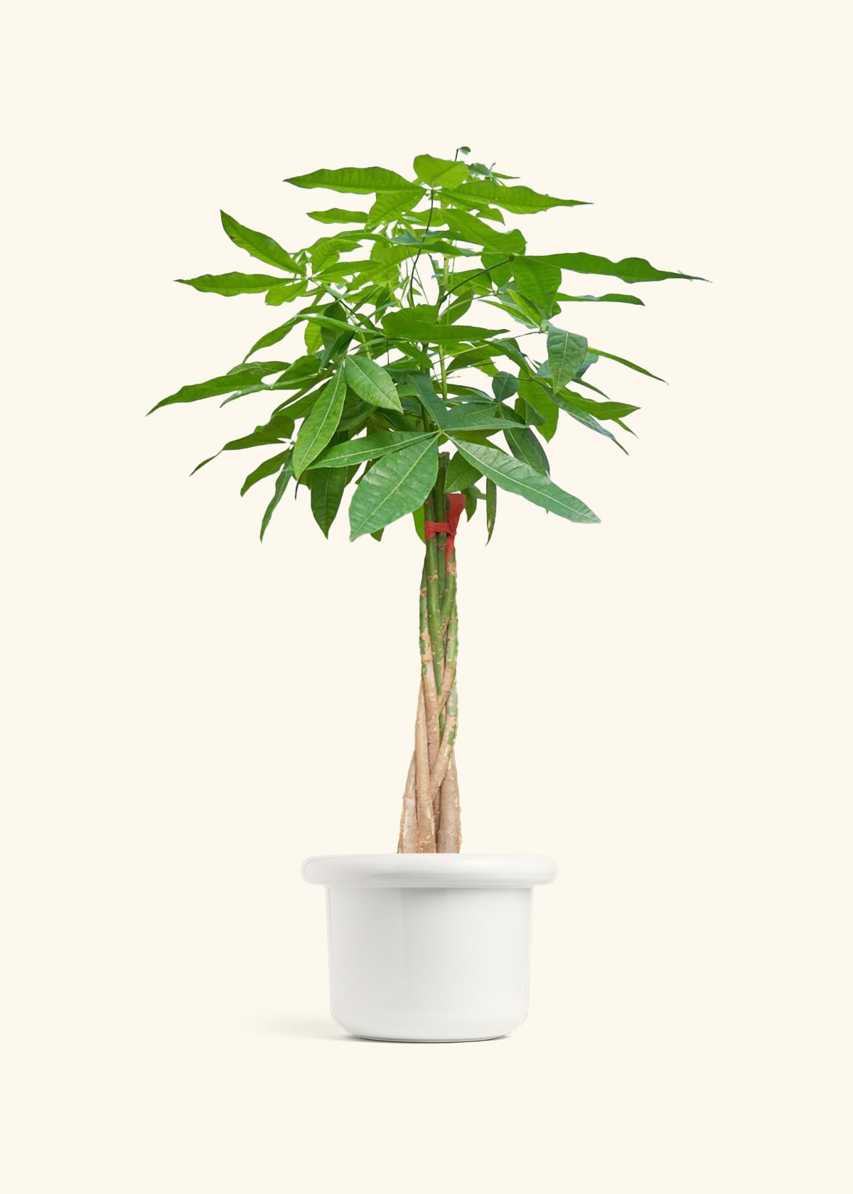 Braided Money Tree, XL