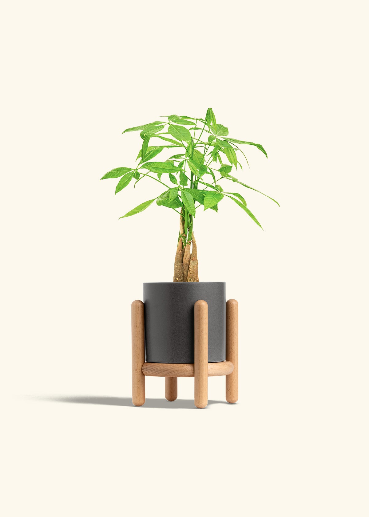 Money Tree in a 4 inches Charcoal Classic Cylinder Planter in a Beech Wood Stand