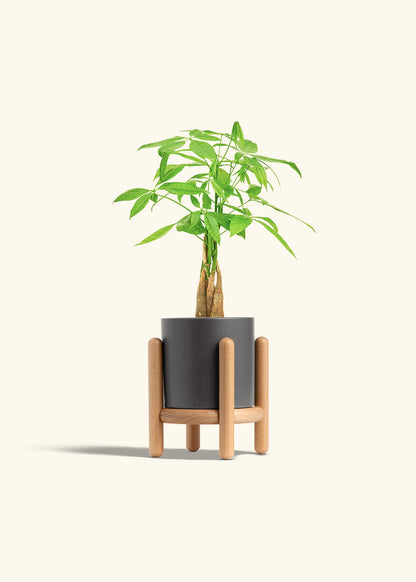 Money Tree in a 4 inches Charcoal Classic Cylinder Planter in a Beech Wood Stand
