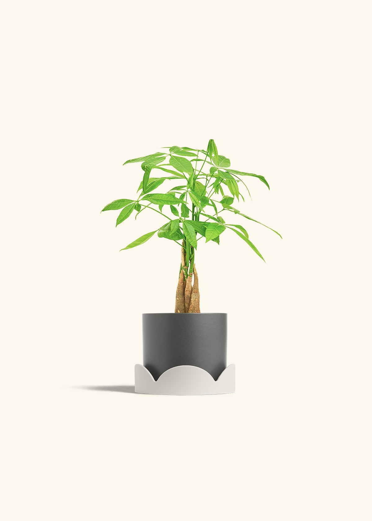 Money Tree in a 4 inches Charcoal Classic Cylinder Planter in a Oat Petal Drip Tray