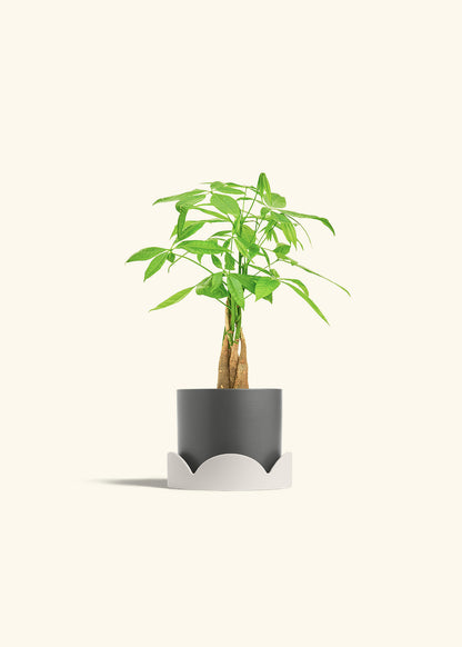 Money Tree in a 4 inches Charcoal Classic Cylinder Planter in a Oat Petal Drip Tray