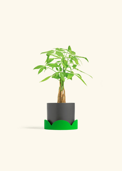 Money Tree in a 4 inches Charcoal Classic Cylinder Planter in a Shamrock Petal Drip Tray