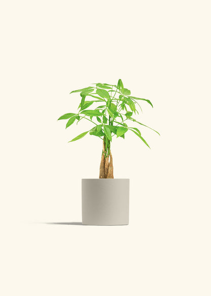 Money Tree in a 4 inches Oat Classic Cylinder Planter 