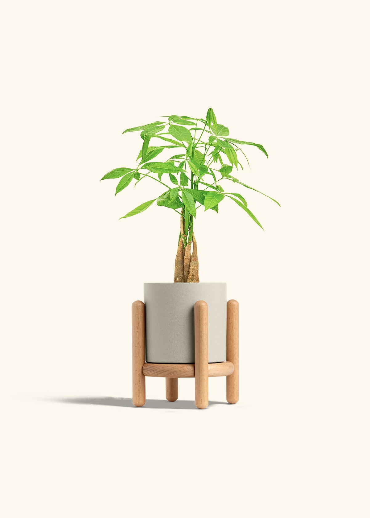 Money Tree in a 4 inches Oat Classic Cylinder Planter in a Beech Wood Stand