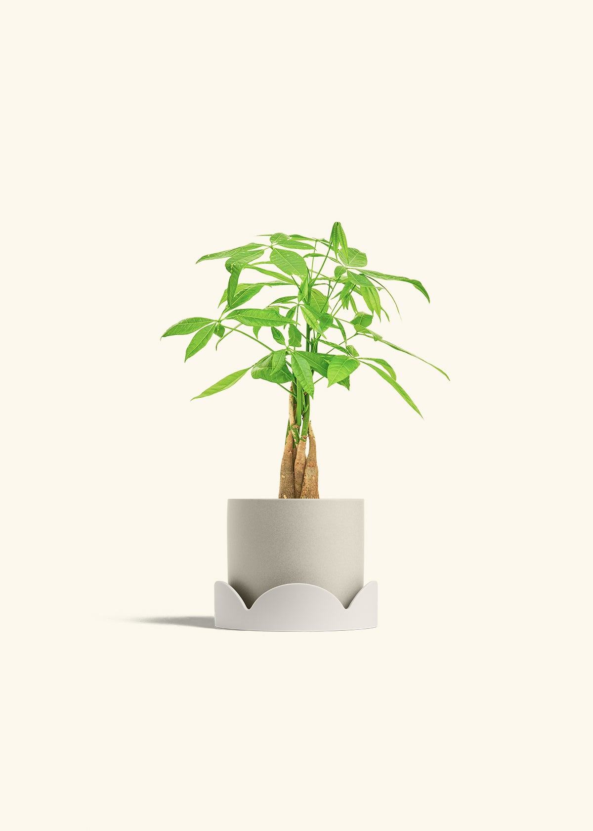Money Tree in a 4 inches Oat Classic Cylinder Planter in a Oat Petal Drip Tray