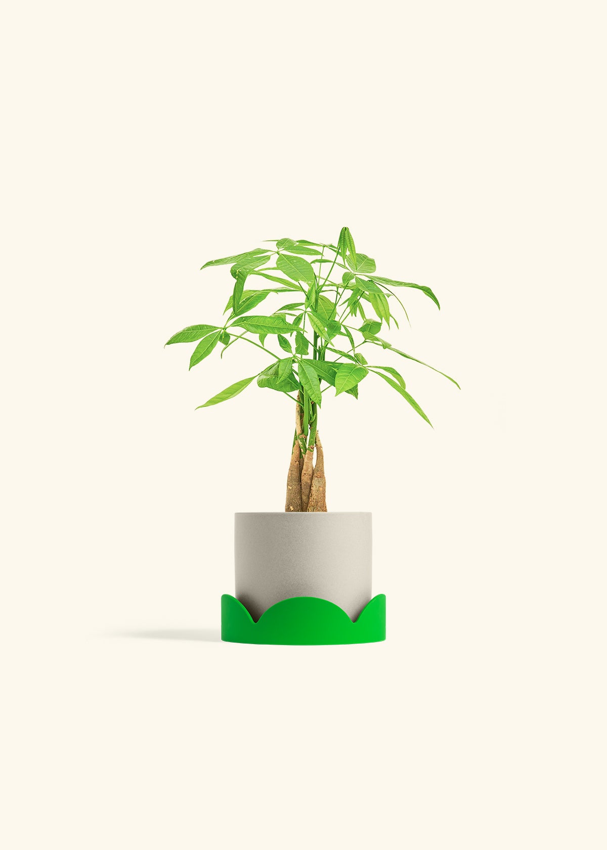 Money Tree in a 4 inches Oat Classic Cylinder Planter in a Shamrock Petal Drip Tray