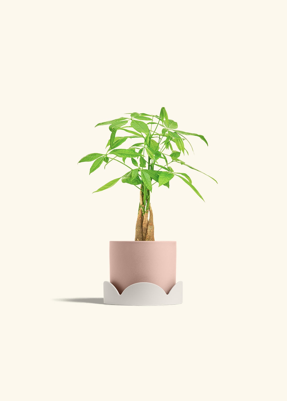Money Tree in a 4 inches Pink Classic Cylinder Planter in a Shamrock Petal Drip Tray