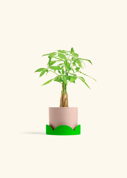 Money Tree in a 4 inches White Classic Cylinder Planter in a Beech Wood Stand