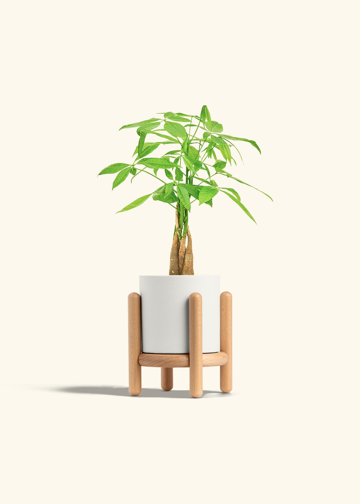 Money Tree in a 4 inches White Classic Cylinder Planter in a Oat Petal Drip Tray