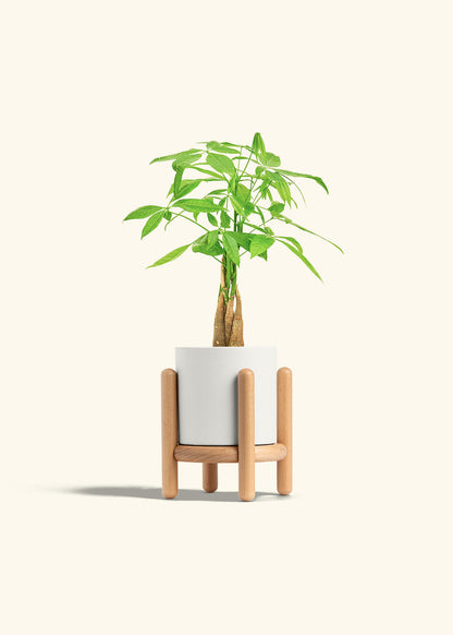 Money Tree in a 4 inches White Classic Cylinder Planter in a Oat Petal Drip Tray