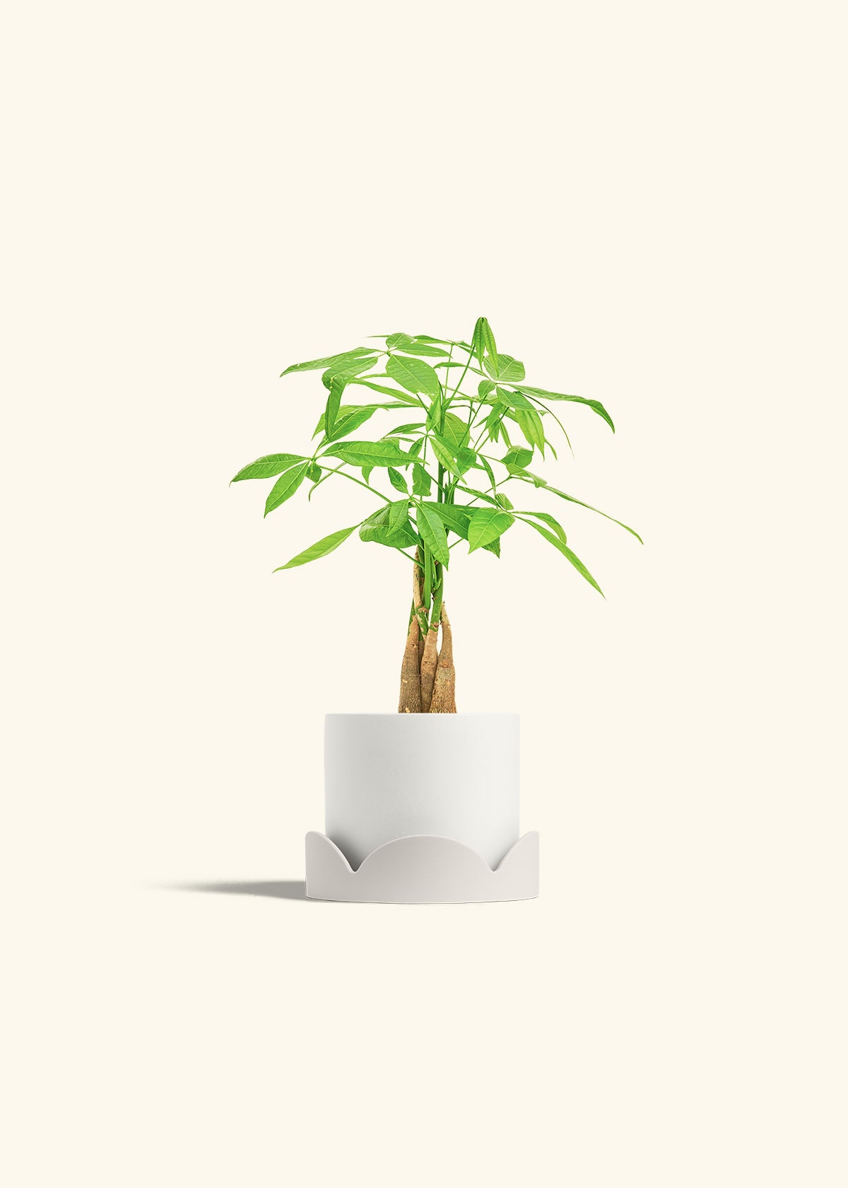 Money Tree in a 4 inches White Classic Cylinder Planter in a Shamrock Petal Drip Tray