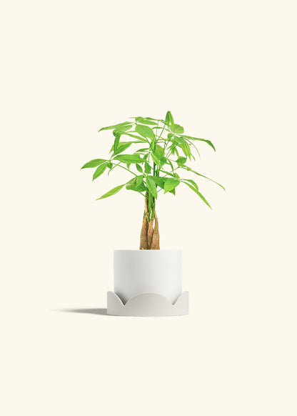 Money Tree in a 4 inches White Classic Cylinder Planter in a Shamrock Petal Drip Tray