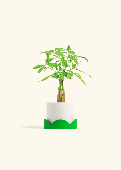 Money Tree in a 4 inches White Classic Cylinder Planter 