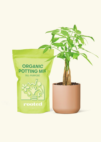 Small Braided Money Tree in a terracotta cylinder pot and a bag of soil.