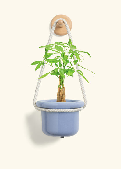 Braided Money Tree, Small