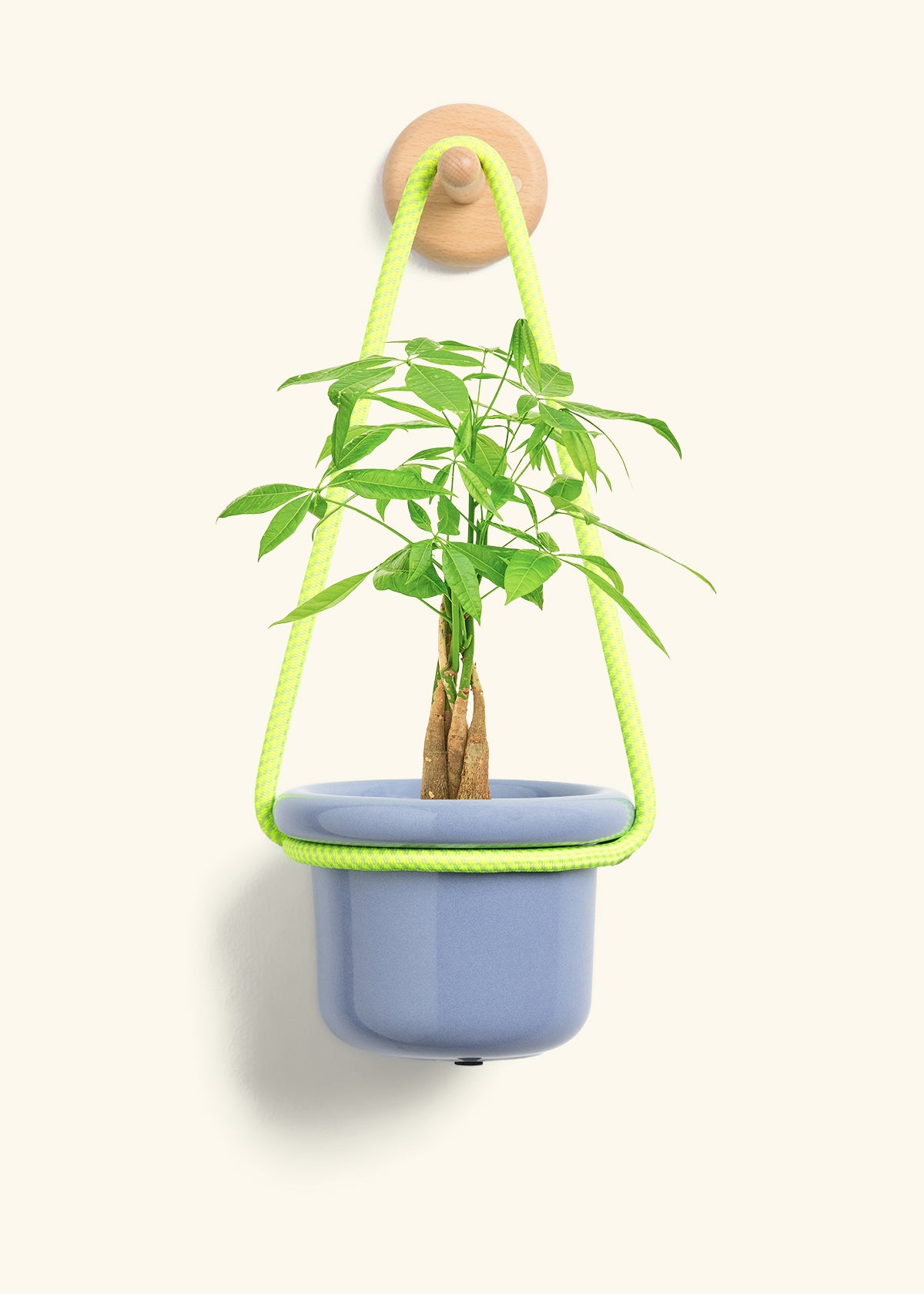 Braided Money Tree, Small