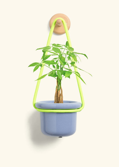 Braided Money Tree, Small