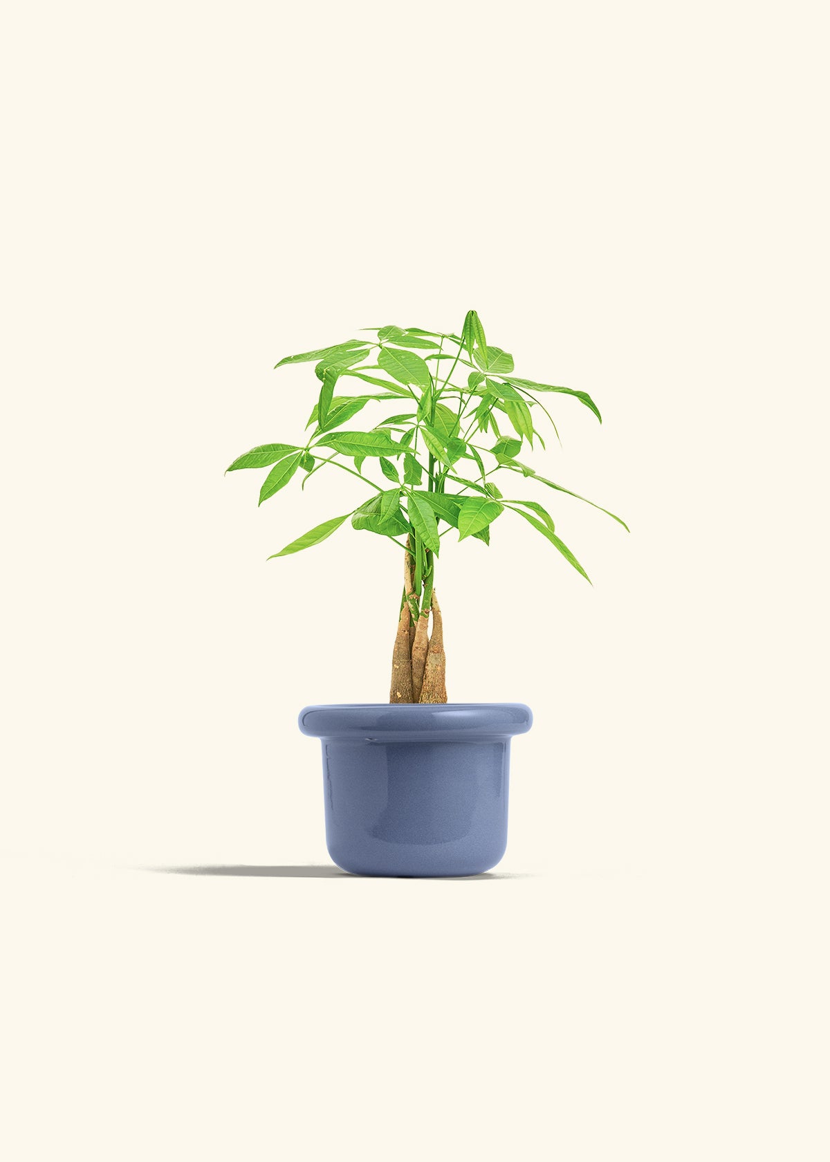 Money Tree in a 4 inches Fat Lip Blue Planter 
