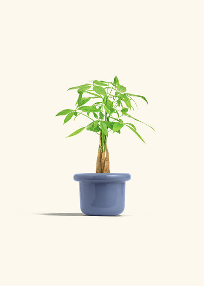 Money Tree in a 4 inches Fat Lip Blue Planter 
