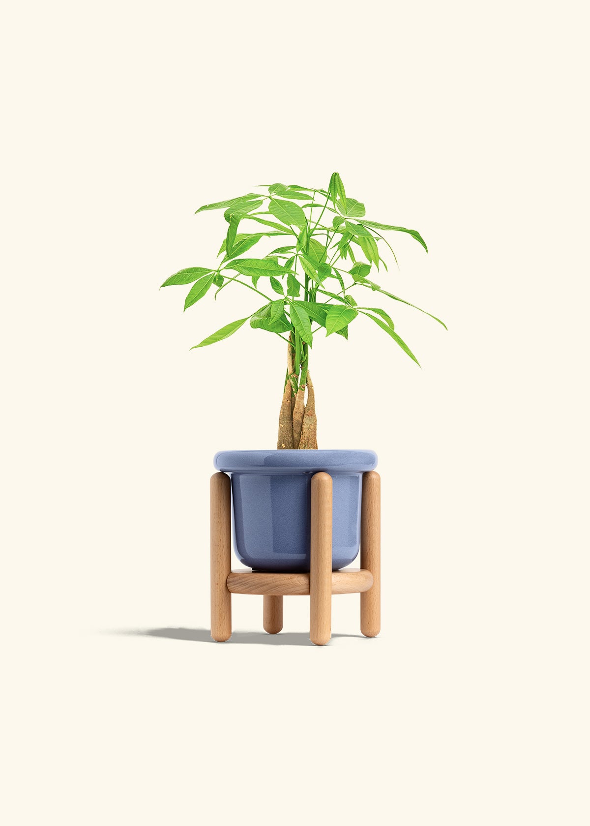 Money Tree in a 4 inches Fat Lip Blue Planter in a Beech Wood Stand